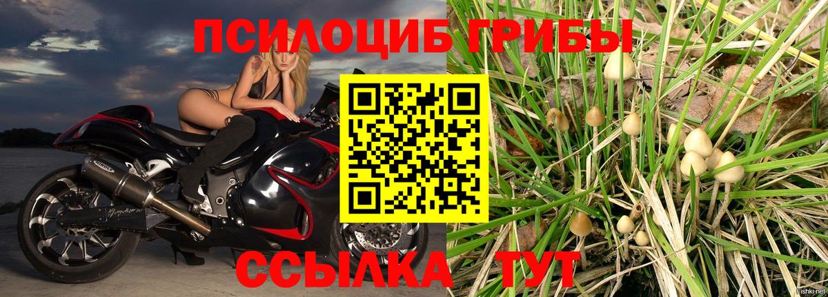 Галлюциногенные грибы Psilocybine cubensis Владивосток